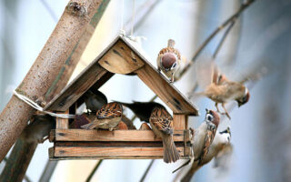 Futterhaus für Vögel